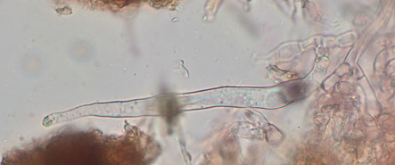 Hypochnicium albostramineum